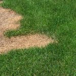 grass disease in lawn