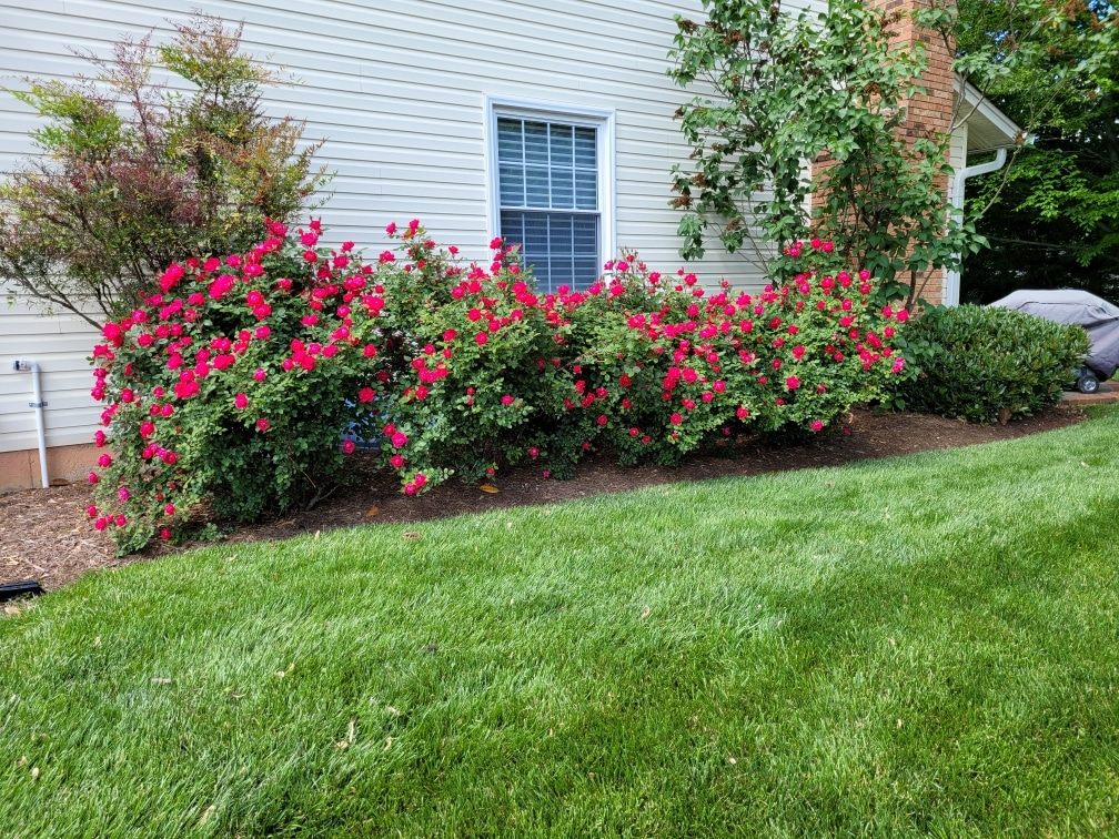 Rose bushes with plant health care