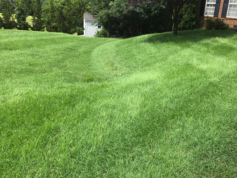 landscaping and lawn care in burke va