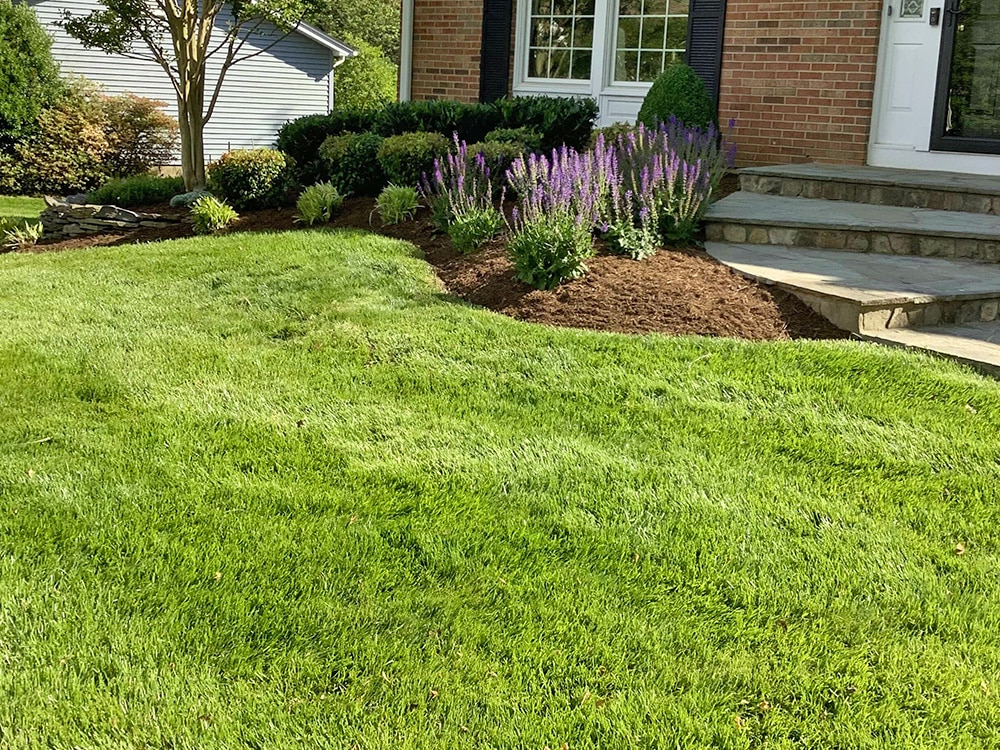 Green grass from mowing and lawn care in front of mulch beds