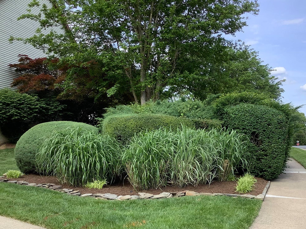 Landscape maintenance on bushes and shrubs