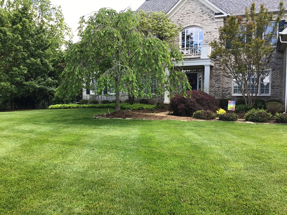 Lawn care and lawn mowing front yard in Burke