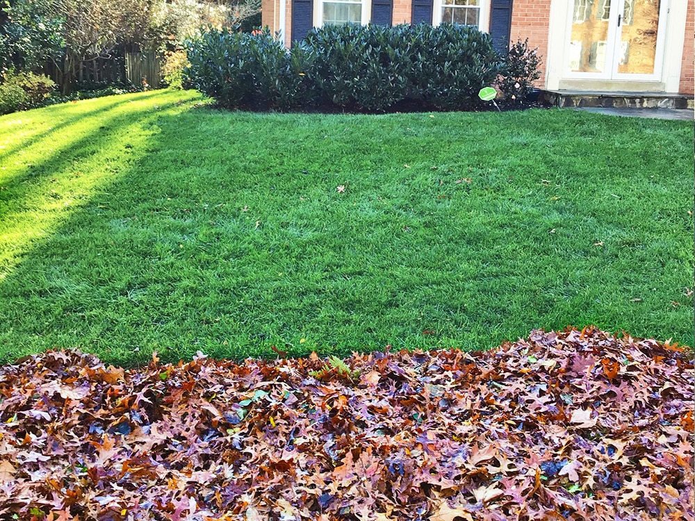 Leaves removed from green grass