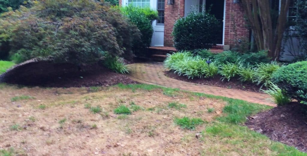 Before and after - Lawn Rescue - BEFORE