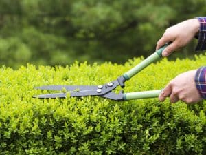 Shrub pruning the hedges