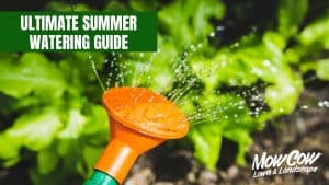Ultimate Summer Watering Guide