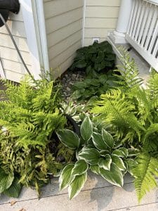 Check out this year's spring bloom in the nook - no maintenance required! We trimmed the ferns and kept the pot watered, leaving the space to do its own thing.
